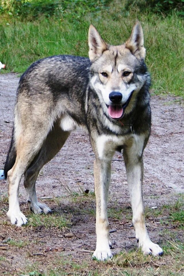 5 Most Amazing Wolf Hybrid Dogs You Have Ever Seen Top 10 dog breeds, Wolf hybri