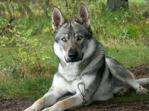 Помесь волка и овчарки фото 31 Adorable German Shepherd Mixes: Gorgeous GSD Mixes! Wolf dog, Hybrid dogs, Sh