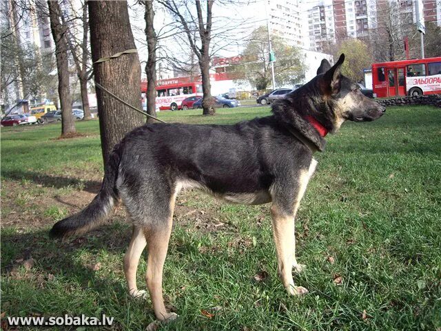 Помесь восточно европейская овчарка фото Отдам собаку даром - бесплатные объявления - Объявление 3789 на SOBAKI.PRO