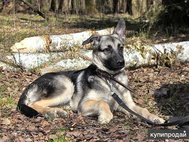 Помесь восточно европейская овчарка фото Марти, маленький веселый щеночек, метис ВЕО в дар в Москве