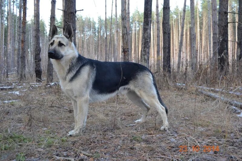 Помесь восточно европейская овчарка фото КИНГ - ВОСТОЧНО-ЕВРОПЕЙСКАЯ ОВЧАРКА ВЕО СТРАЖ ГЕФЕСТ (МАРС) - Страница 9