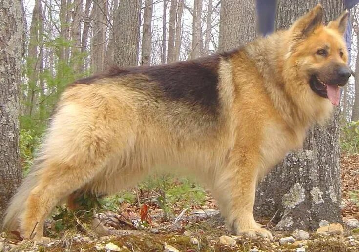 Помеси немецких овчарок фото Long Haired German Shepherd Puppies German shepherd puppies, German shepherd, Ge