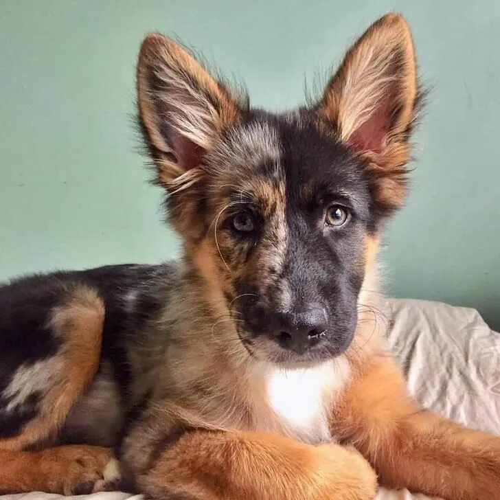 Помеси немецких овчарок фото German Shepherd & Australian Shepherd mix - doggo post Beautiful dogs, Puppies, 