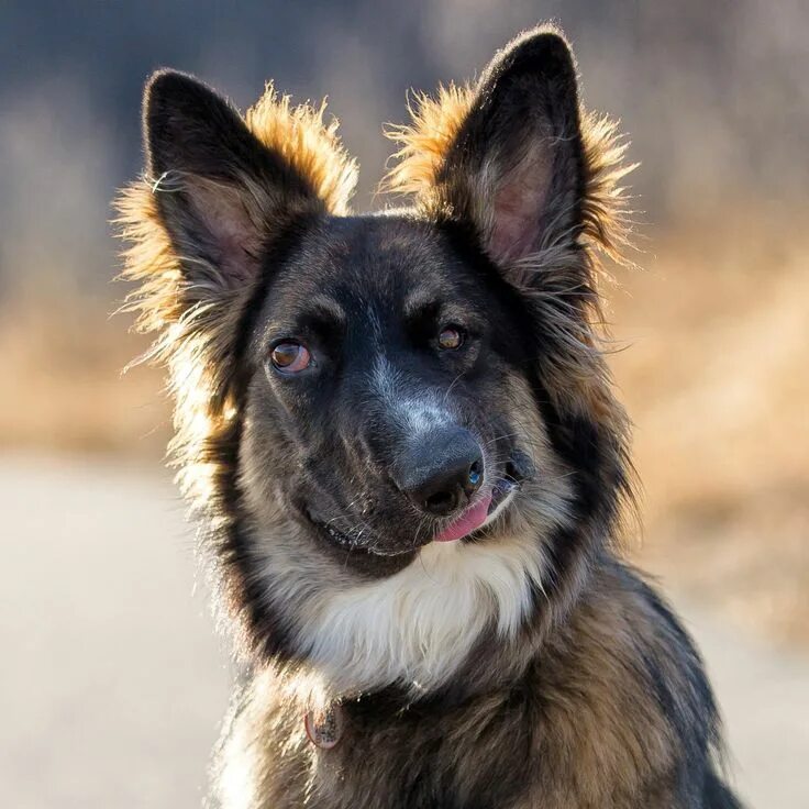 Помеси немецких овчарок фото Brodie the 'Wonky'-Faced Dog Finds a Loving Home After Initial Owners Returned H