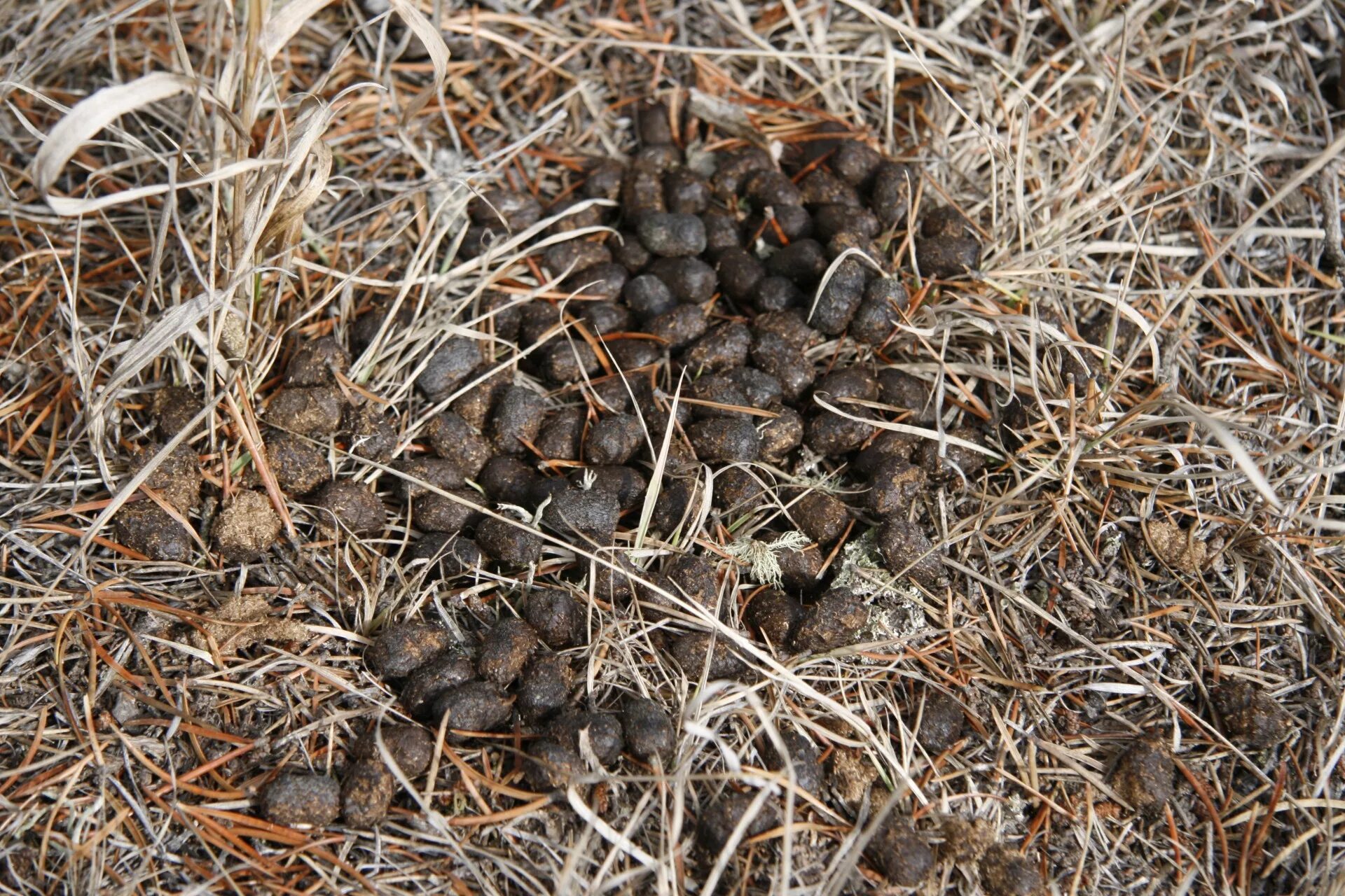 Помет диких животных фото What Does Deer Poop Look Like? Deer Droppings Identification - Animal Hype