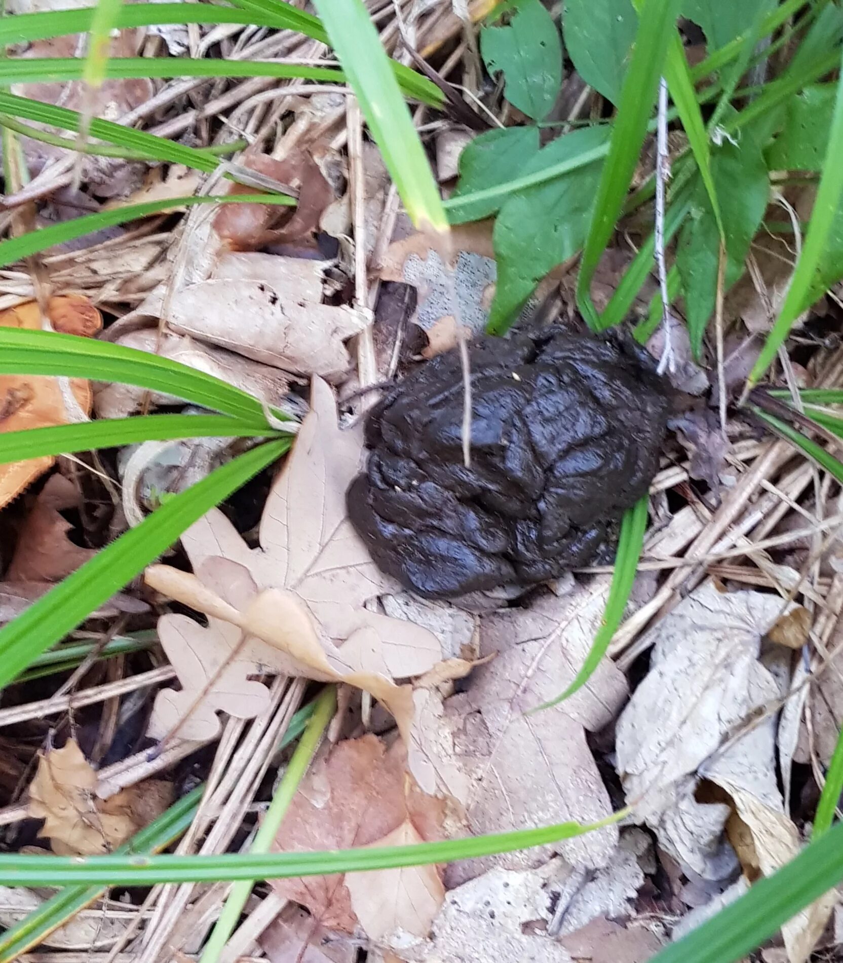 Помет дикого кабана фото Картинки КАК ВЫГЛЯДЯТ КАКАШКИ КАБАНОВ