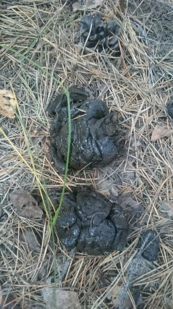 Помет дикого кабана фото Картинки КАК ВЫГЛЯДЯТ КАКАШКИ КАБАНОВ