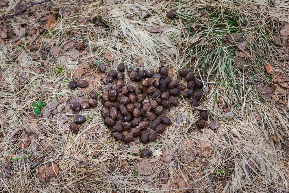 Помет дикого кабана фото Помет кабана в лесу