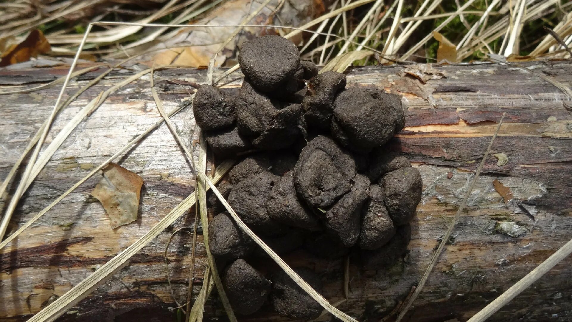 Помет дикого кабана фото Экскременты животных Латвии Латвийский Национальный музей природы