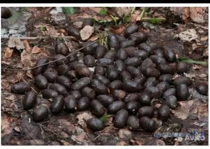 Помет дикого кабана фото Неактивно