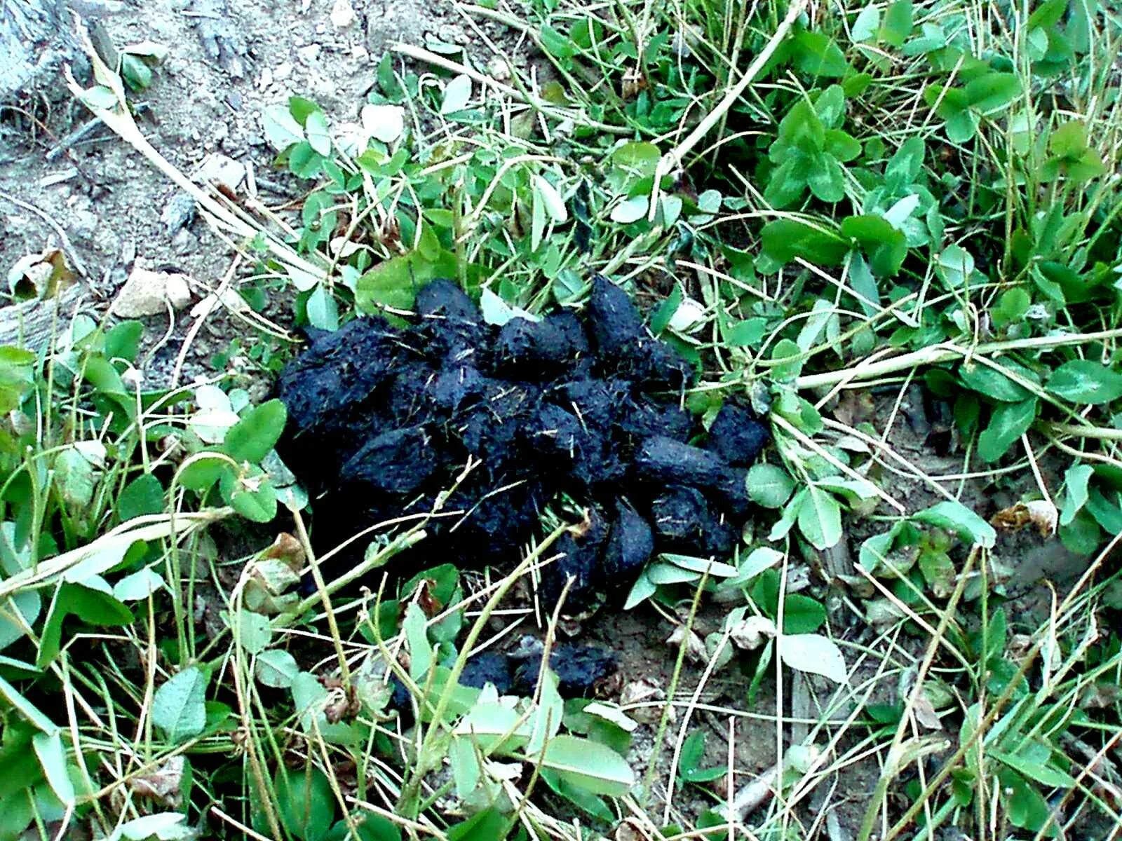 Помет дикого кабана фото царство черного медведя ( ОТЧЁТ ГОТОВ !) : Охота