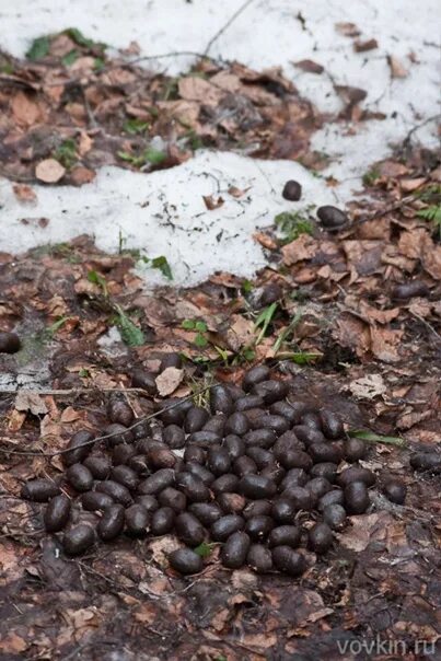 Помет дикого кабана фото Картинки КАК ВЫГЛЯДЯТ КАКАШКИ КАБАНОВ