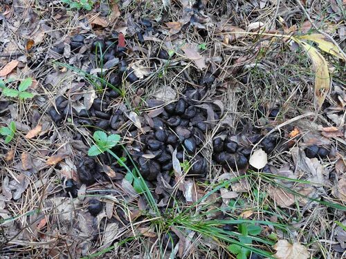 Помет дикого кабана фото Картинки КАК ВЫГЛЯДЯТ КАКАШКИ КАБАНОВ