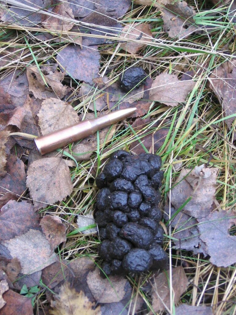 Помет дикого кабана фото Фекалии чьи?