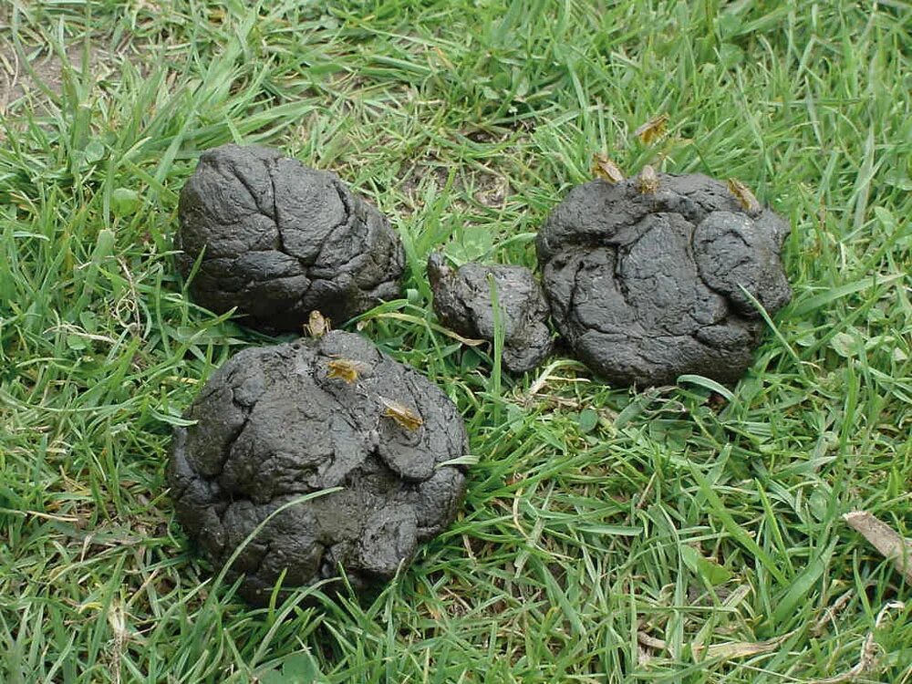 Помет дикого кабана фото Помет кабана в лесу как выглядит - CollectPhoto.ru