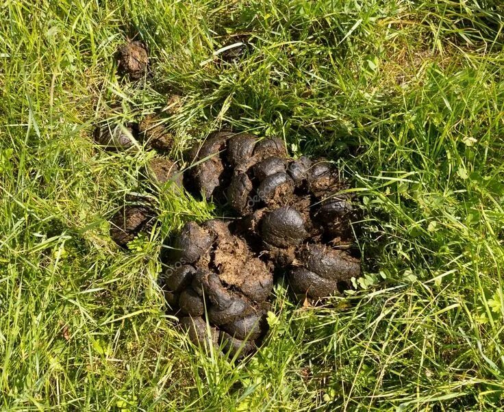 Помет дикого кабана фото At gübresi satış At gübresi en iyi gübre olarak kabul edilir,Çok miktarda besley