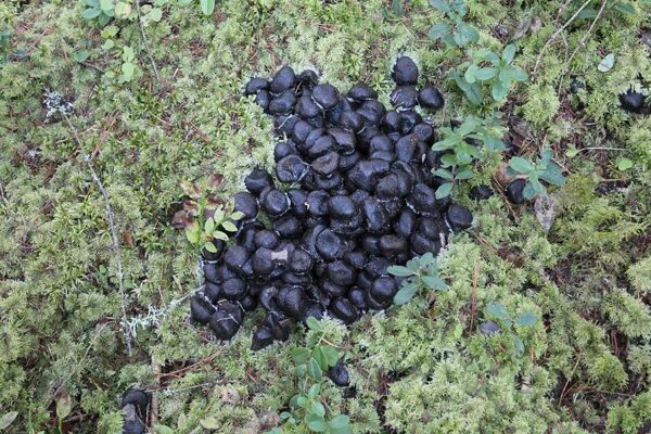 Помет дикого кабана фото Следы: valdaiokolica - ЖЖ