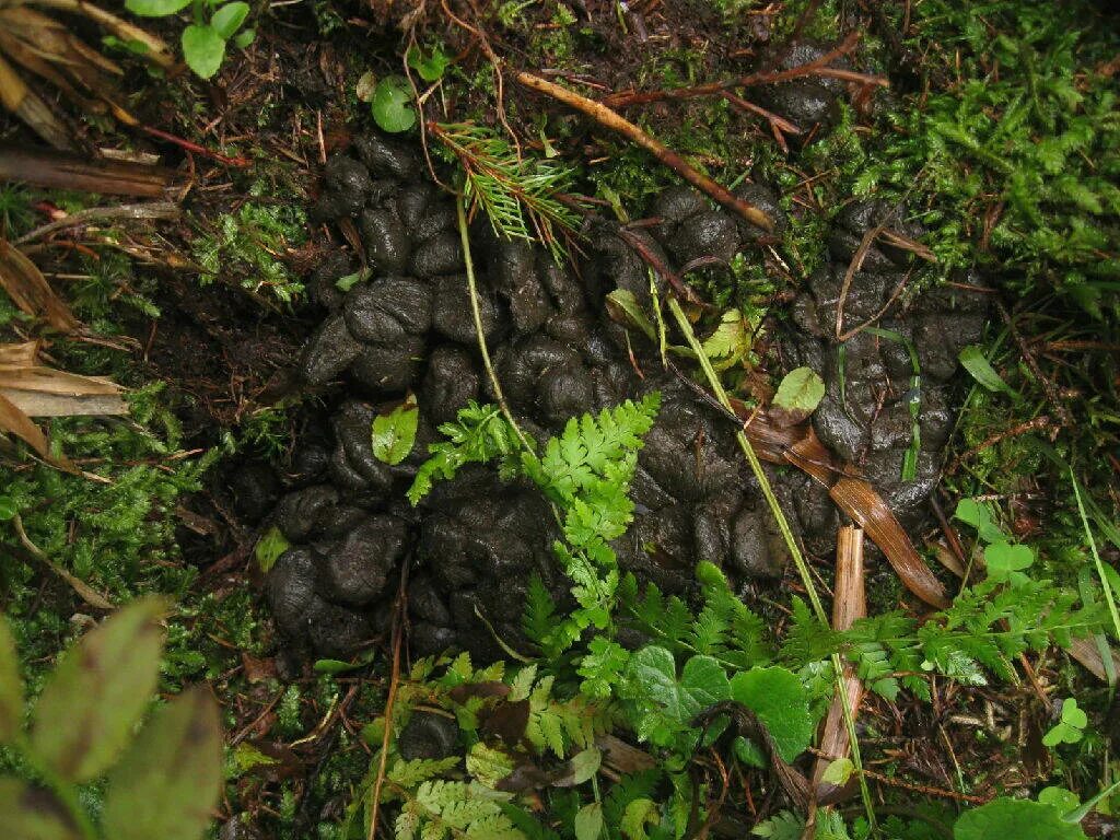 Помет дикого кабана фото Помет кабана в лесу как выглядит - CollectPhoto.ru