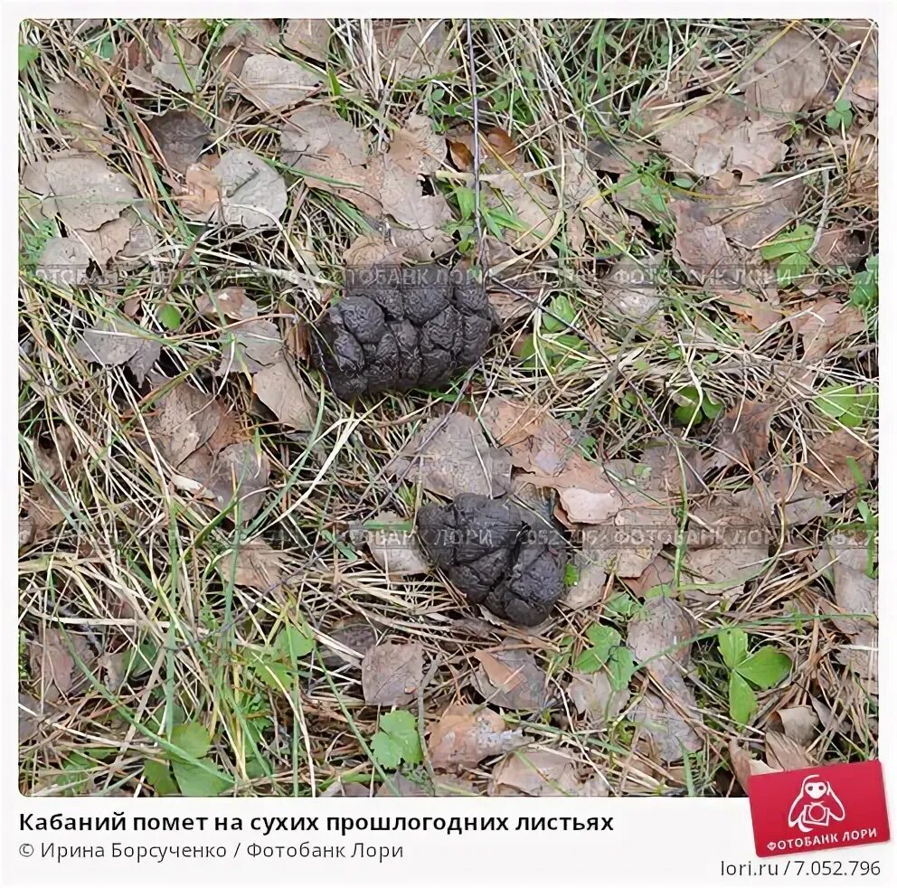 Помет дикого кабана фото Кабаний помет на сухих прошлогодних листьях. Стоковое фото № 7052796, фотограф И