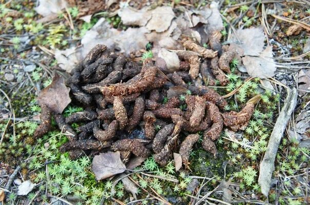 Помет дикого кабана фото Картинки КАК ВЫГЛЯДЯТ КАКАШКИ КАБАНОВ