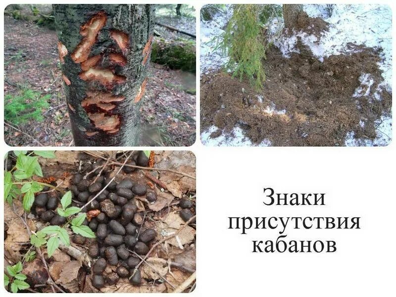 Помет дикого кабана фото Следы кабана на снегу зимой и на земле: как выглядят отпечатки ribalkarelia.ru