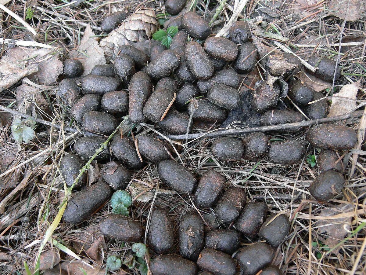 Помет дикого кабана фото Помет кабана фото как выглядит