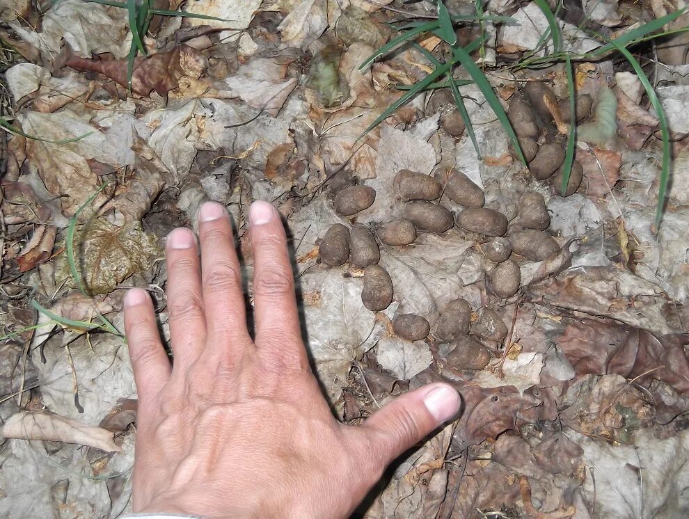 Помет дикого кабана фото Помет оленя фото - Arhids.ru