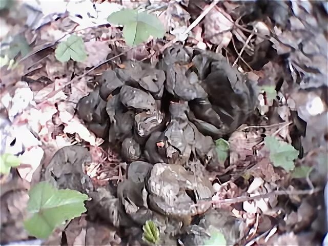 Помет дикого кабана фото Чей помет ? Форум охотников