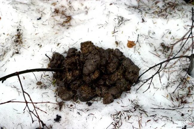 Помет дикого кабана фото Ri. второй треугольник пробит вниз.