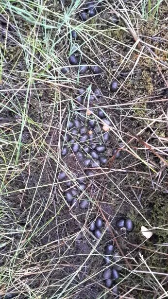 Помет дикого кабана фото Помёт лося Я рыболов