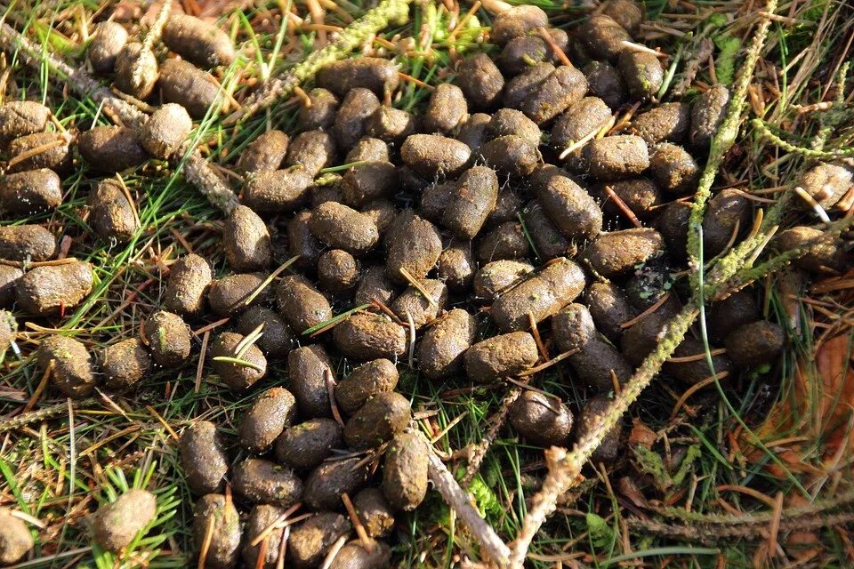 Помет дикого кабана фото Запах навоза, доносившийся с полей, не опасен для липчан - LipetskMedia