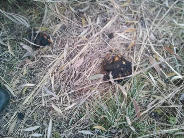 Помет дикого кабана фото Вопрос про помёт