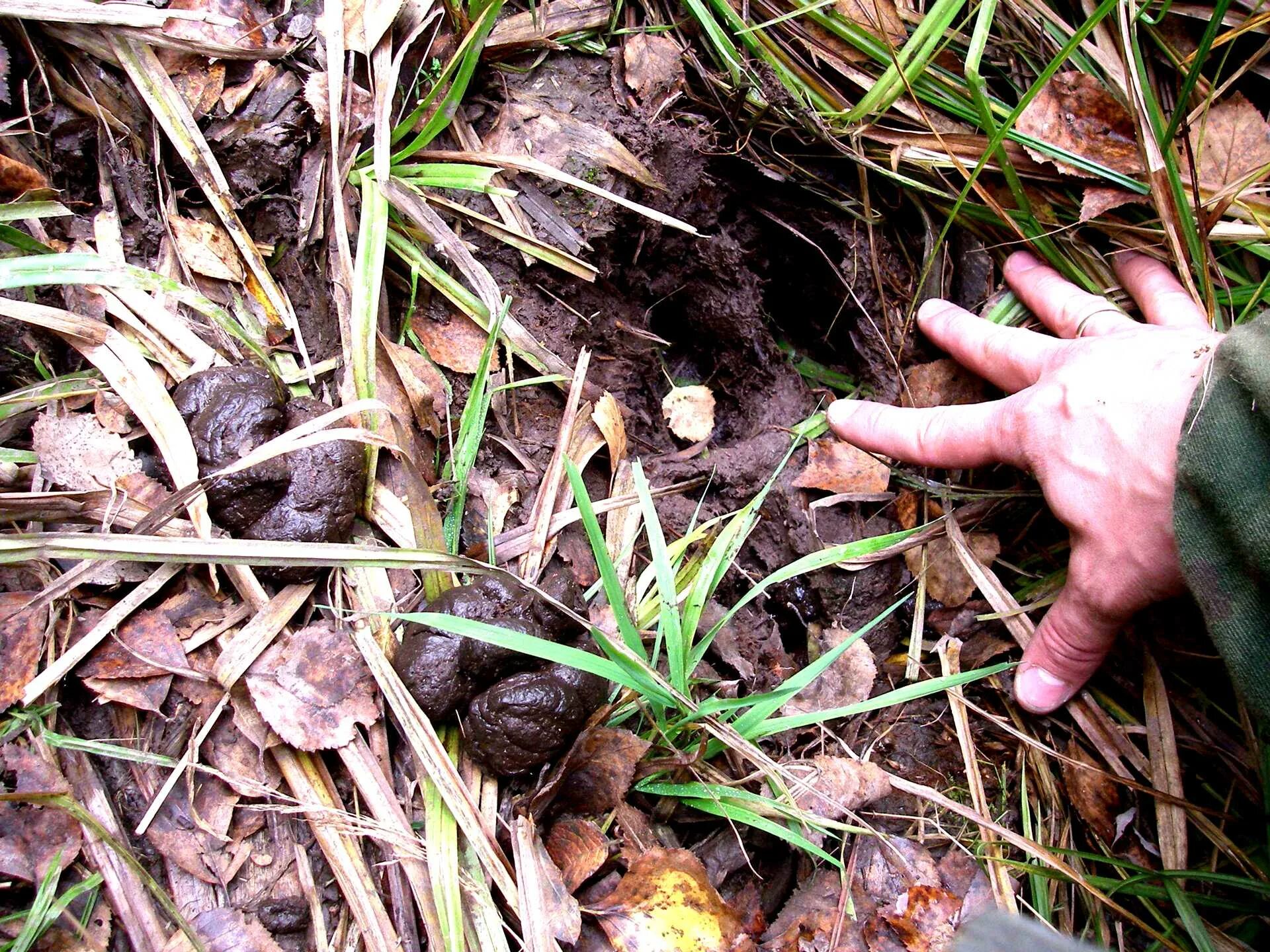 Помет дикого кабана фото Вопрос следопытам (Лось, кабан) : Охота