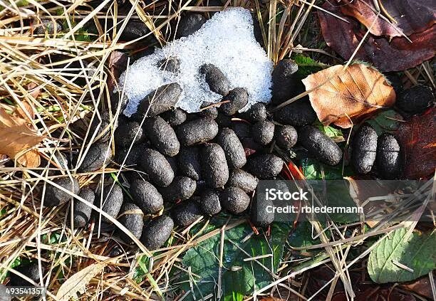 Помет кабана в лесу фото Foliagetype Plants Stok Fotoğraflar & Ağaç‘nin Daha Fazla Resimleri - Ağaç, Biri