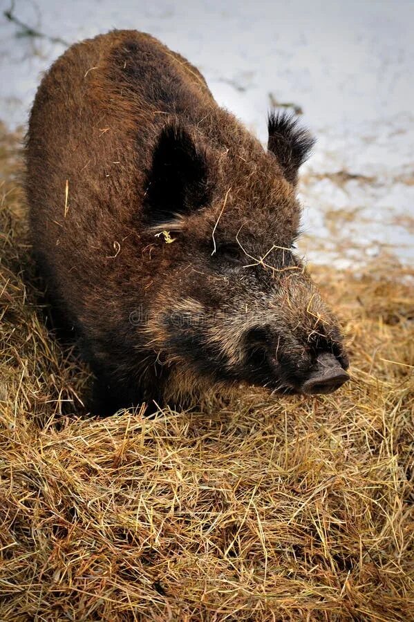 Помет кабана в лесу фото Wild Boar in Winter Forest of in Reservation Stock Photo - Image of specie, ligh