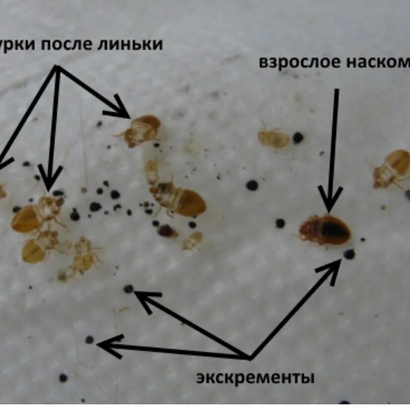 Помет клопов постельных как выглядит Обработка квартир от насекомых в Арсеньеве: 42 дезинфектора с отзывами и ценами 