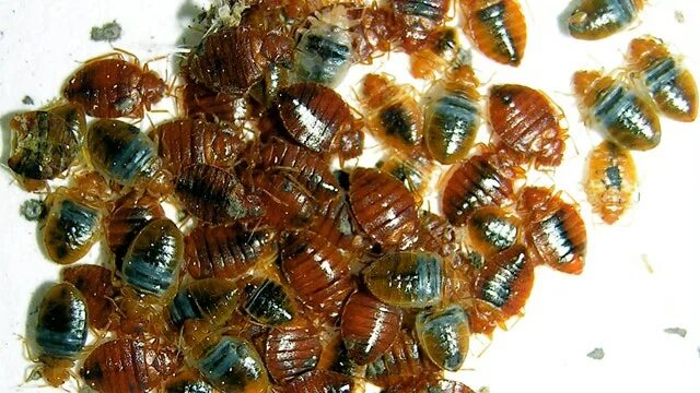 Помет клопов постельных как выглядит National Bed Bug Summit Hopes to Find Solutions Fox News