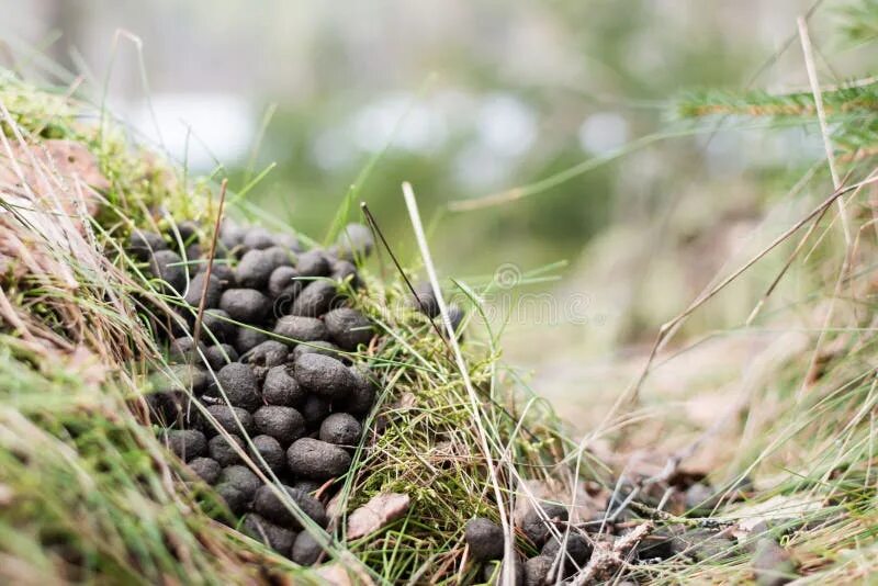 Помет косули в лесу фото Roe Deer Droppings on Forest Floor. Stock Image - Image of deer, floor: 88043285