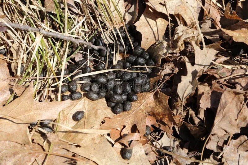 Помет косули в лесу фото Whitetail Deer Droppings on Forest Floor with Oak Leaves and Grass during Spring