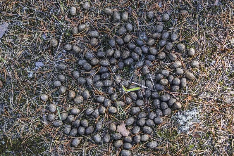 Помет косули в лесу фото Old Moose Litter in the Forest on Dried Grass Close-up. Elk Excrement, Scat, Shi