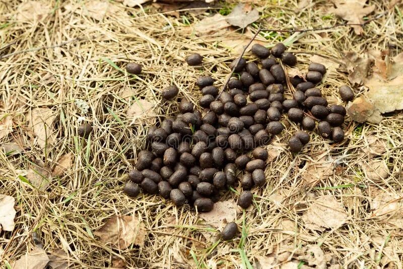 Помет косули в лесу фото Deer Droppings Were in Richmond Park. Stock Photo - Image of pellet, urine: 1264