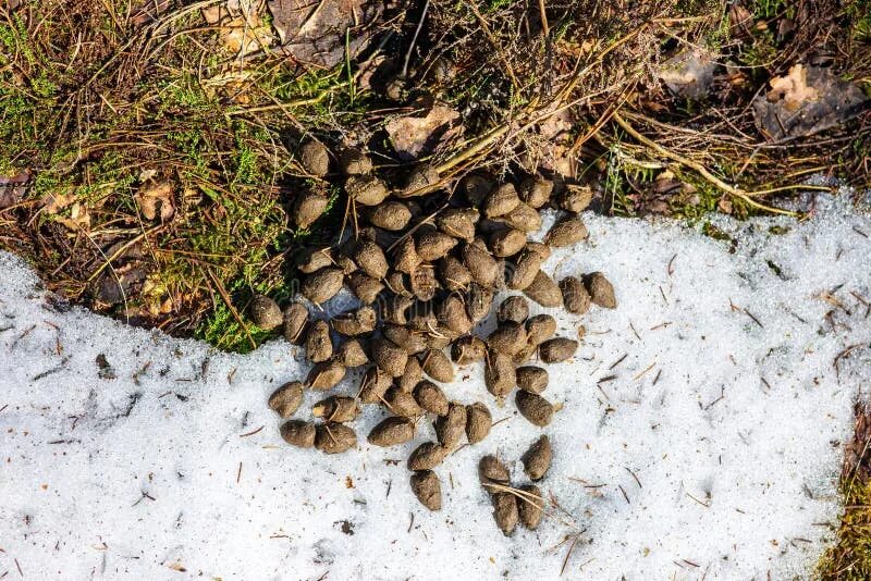 Помет косули в лесу фото Deer Droppings on the Remnants of Melting Snow Stock Image - Image of brown, mot