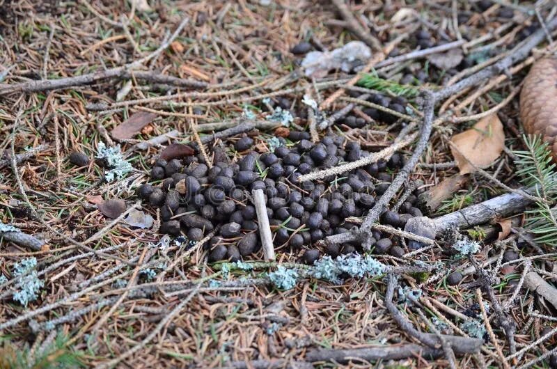 Помет косули в лесу фото Droppings, Roe Deer Capreolus Capreolus, South Bohemia Stock Image - Image of eu