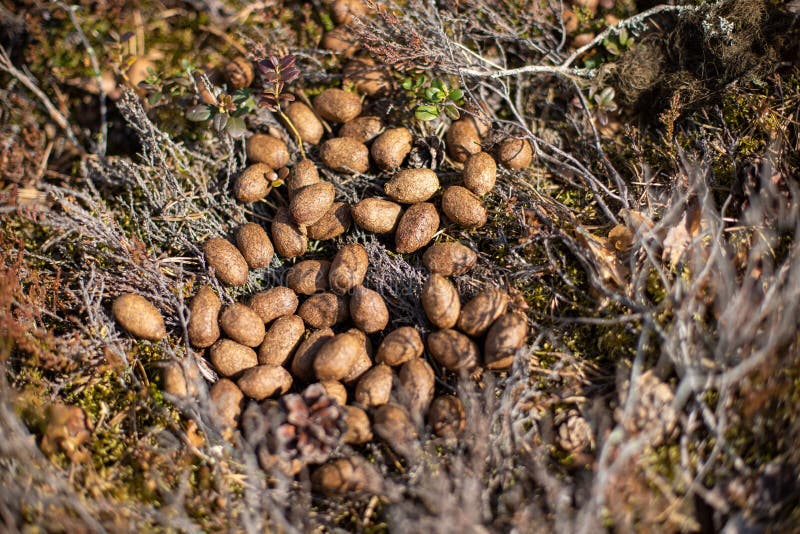 Помет лося в лесу фото Dry moose droppings stock photo. Image of droppings - 142822858