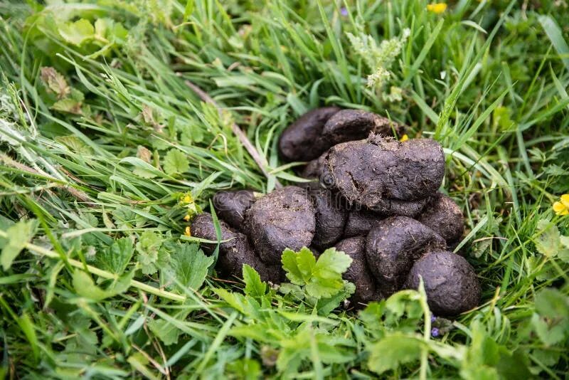 Помет медведя фото Cow Dung at the Garden, Manure on a Green Grass. Fertilizer for Soil Stock Image