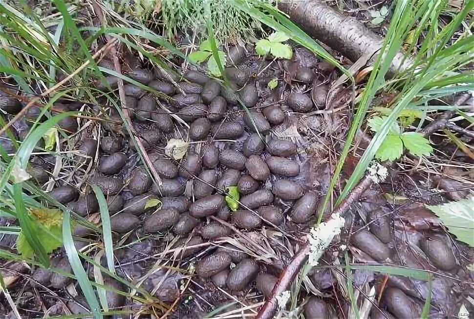 Помет медведя фото Неактивно