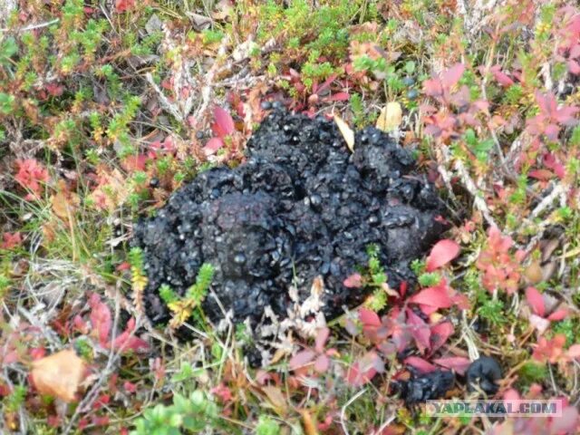 Помет медведя фото как выглядит Серебрянское водохранилище. - ЯПлакалъ