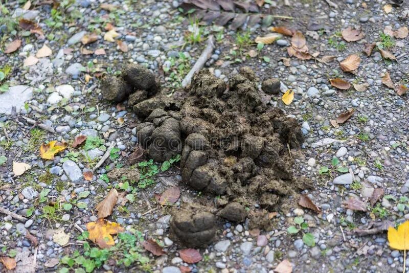 Помет медведя в лесу фото Horse feces on forest path stock photo. Image of nature - 104341816