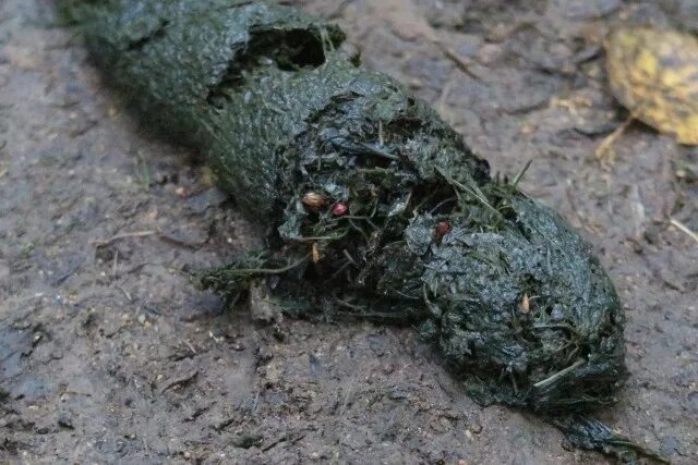 Помет медведя в лесу фото и описание Да, трещит - ЯПлакалъ