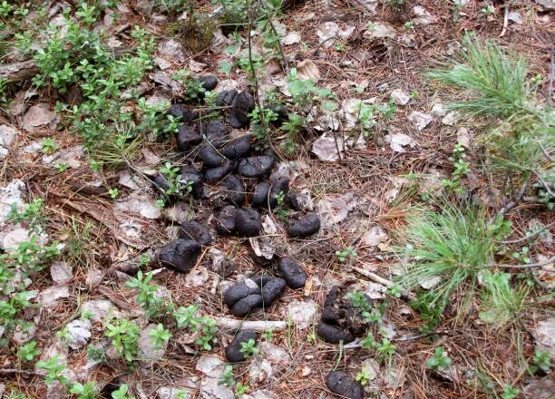 Помет медведя в лесу фото как выглядит Более 20 работ на тему "Elk Droppings In The Forest": стоковые фото, картинки и 